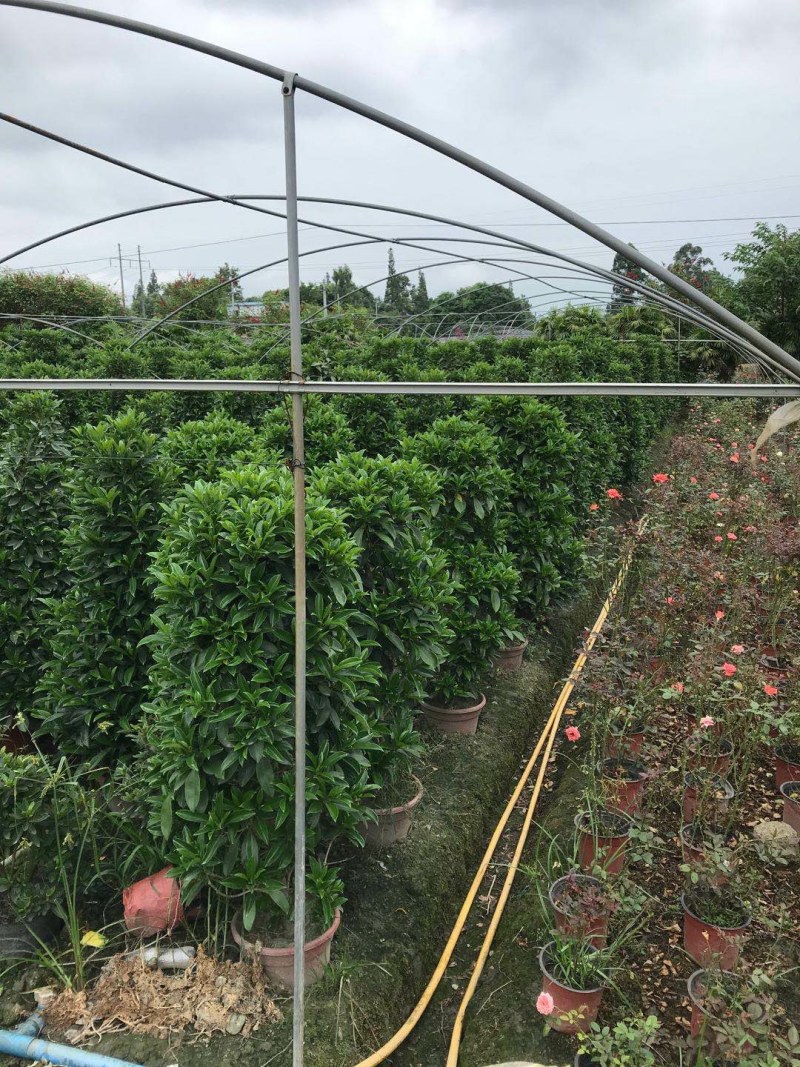 非洲茉莉销售，球型非洲茉莉，柱型非洲茉莉