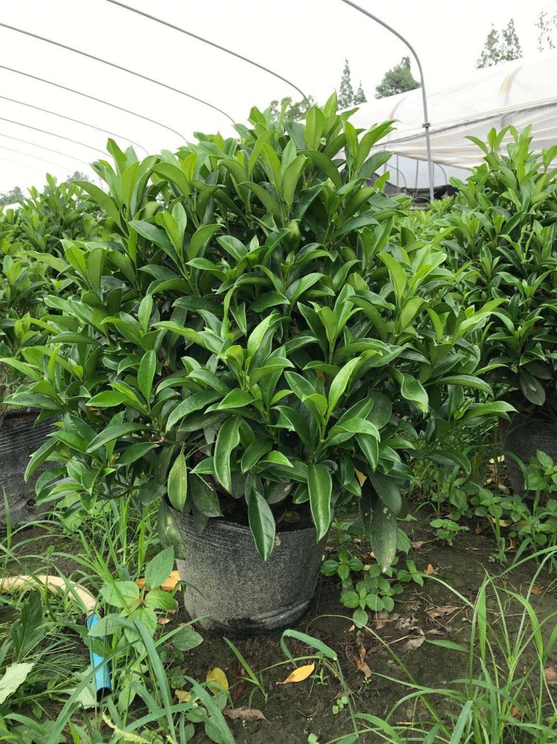 非洲茉莉销售，球型非洲茉莉，柱型非洲茉莉