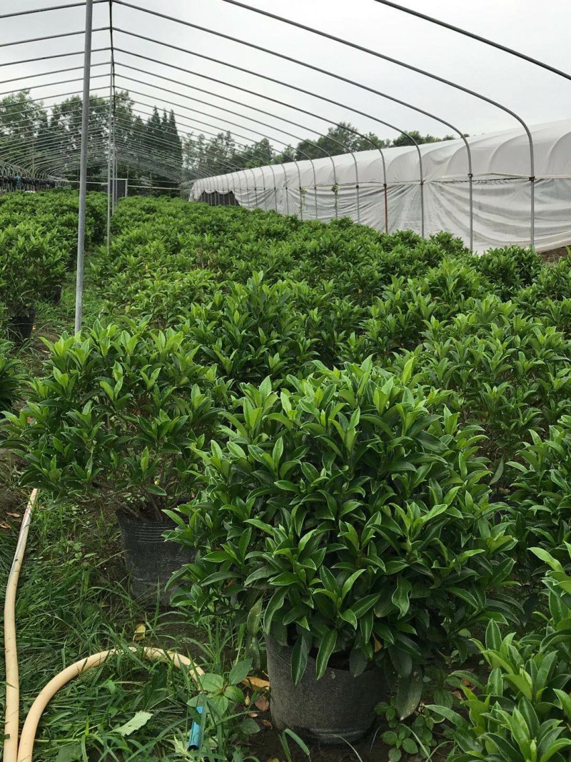 非洲茉莉销售，球型非洲茉莉，柱型非洲茉莉