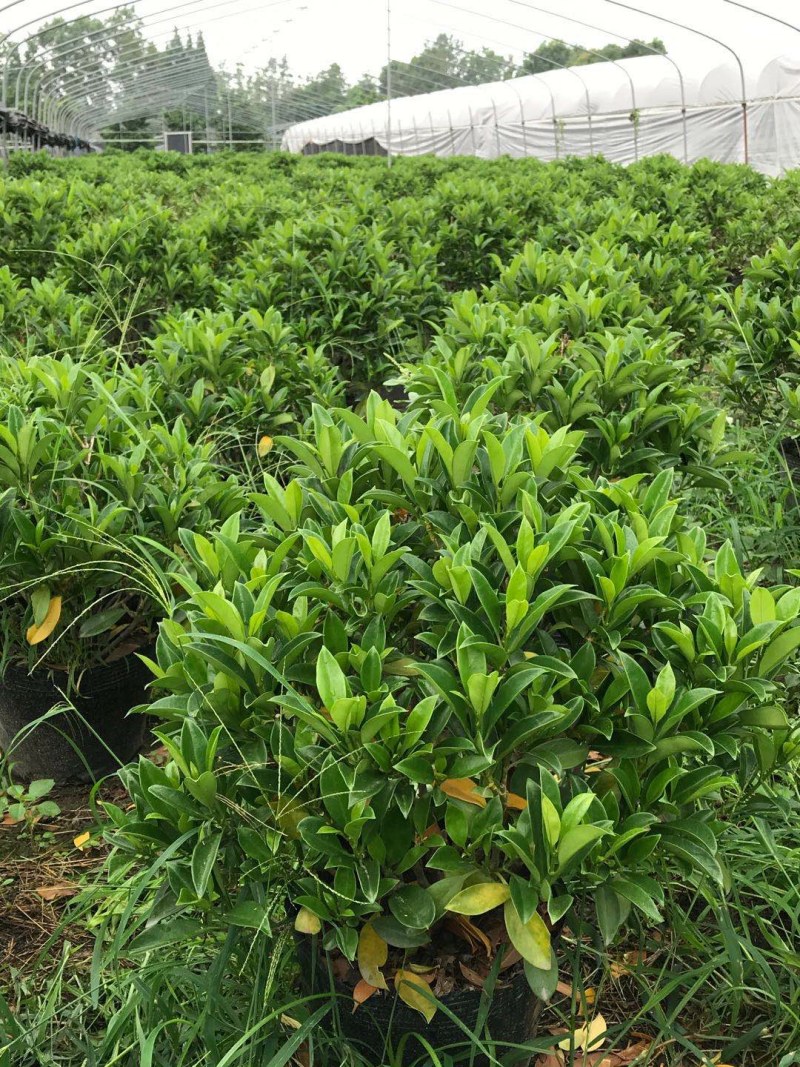 非洲茉莉销售，球型非洲茉莉，柱型非洲茉莉