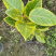富贵榕种植户，金边高山榕2加仑装