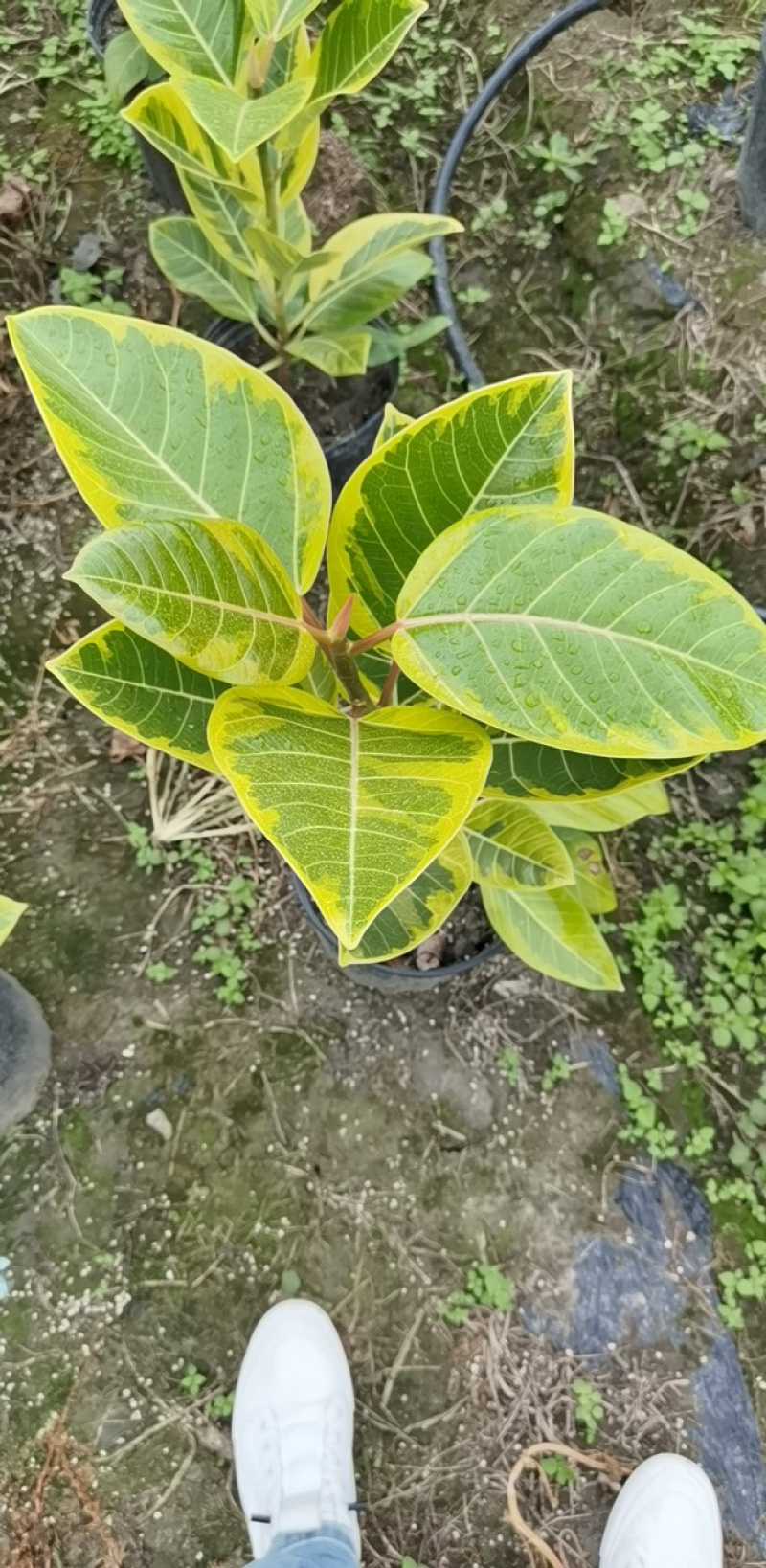 富贵榕种植户，金边高山榕2加仑装