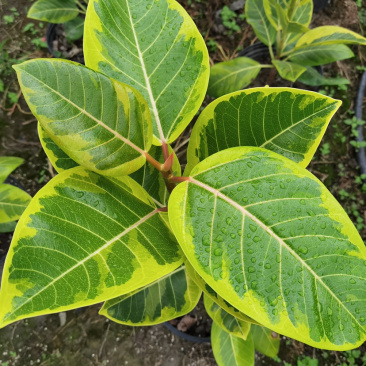 富贵榕种植户，金边高山榕2加仑装