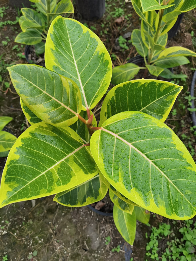 富贵榕种植户，金边高山榕2加仑装