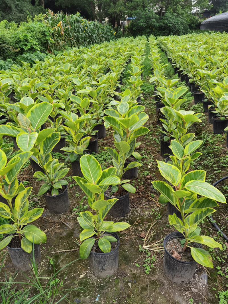 富贵榕种植户，金边高山榕2加仑装