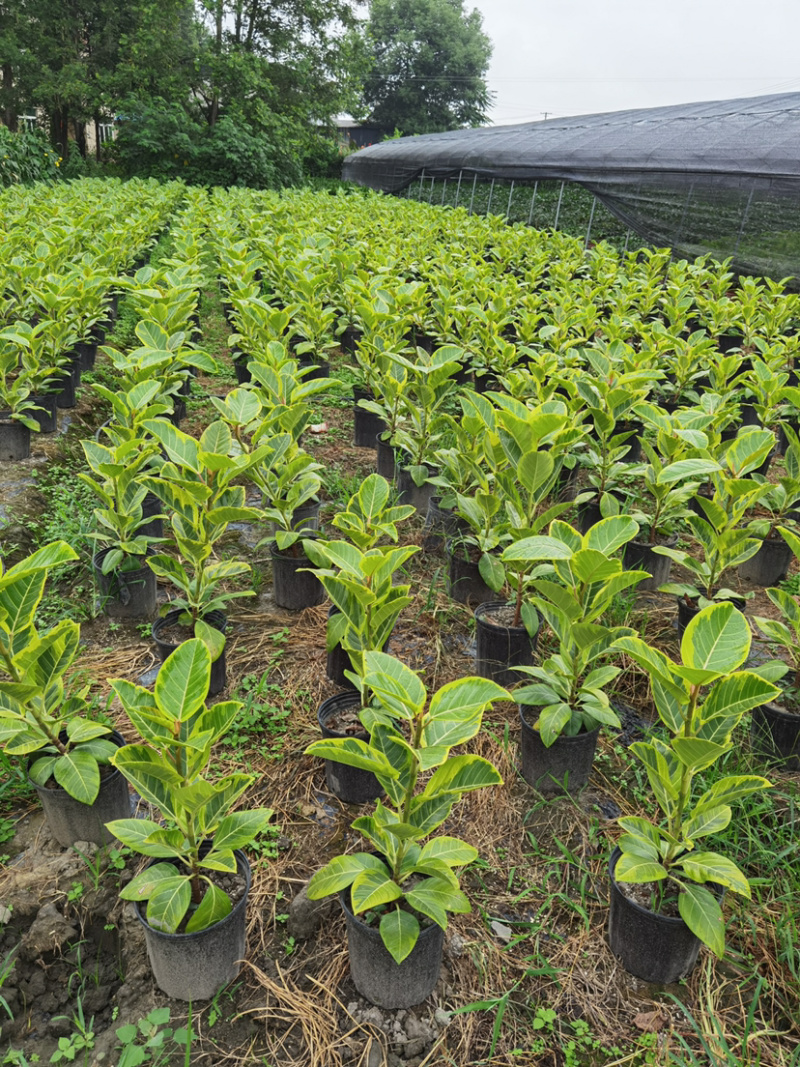 富贵榕种植户，金边高山榕2加仑装