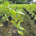 富贵榕种植户，金边高山榕2加仑装