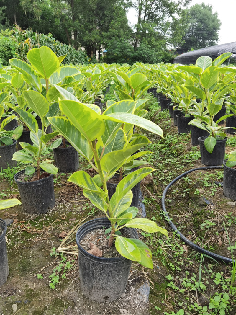 富贵榕种植户，金边高山榕2加仑装