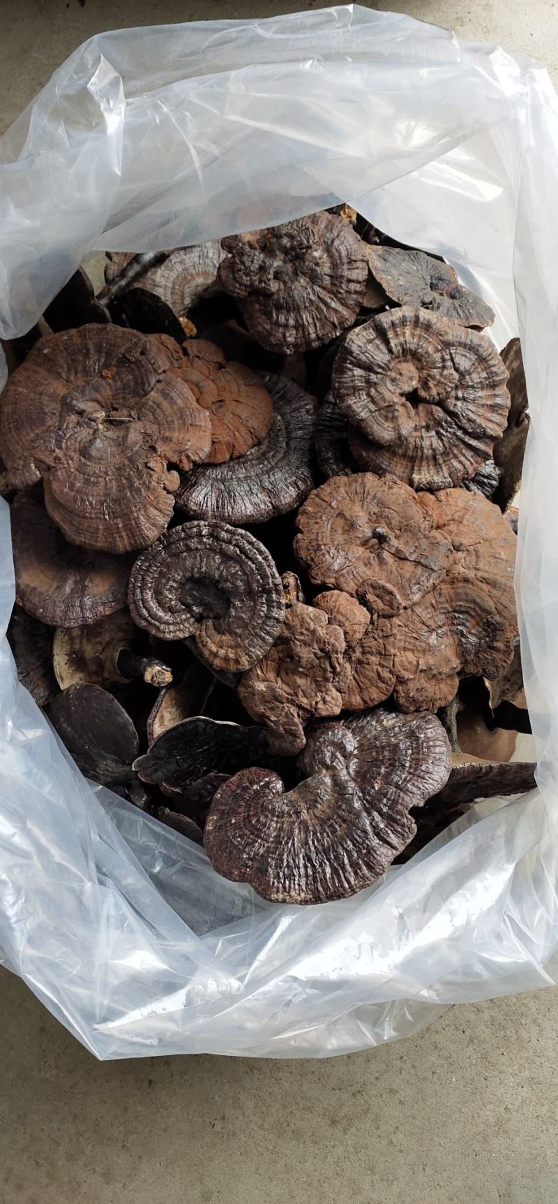 【热卖】九华山灵芝纯野生8～18公分紫灵芝滋补珍品包邮