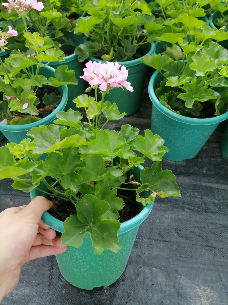 自家苗圃供应天竺葵基地直销视频看货保质保量