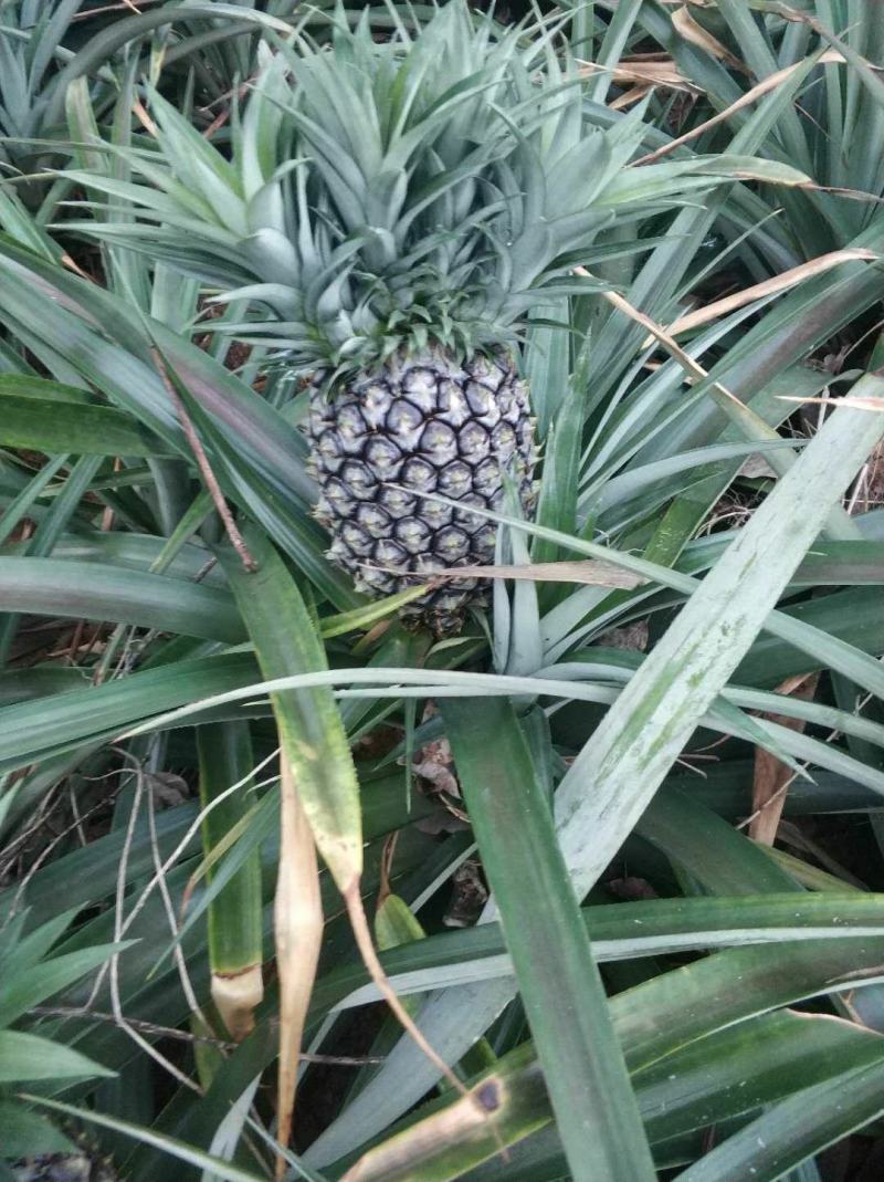 电商小果菠萝，适合电商拼多多！量大从优！