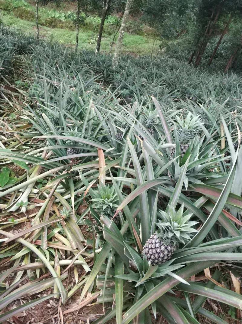 电商小果菠萝，适合电商拼多多！量大从优！