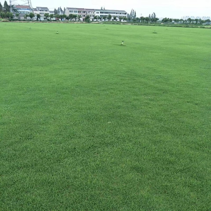 草坪草坪草皮百幕大果岭草四季青马尼拉剪股颖别墅庭院绿化