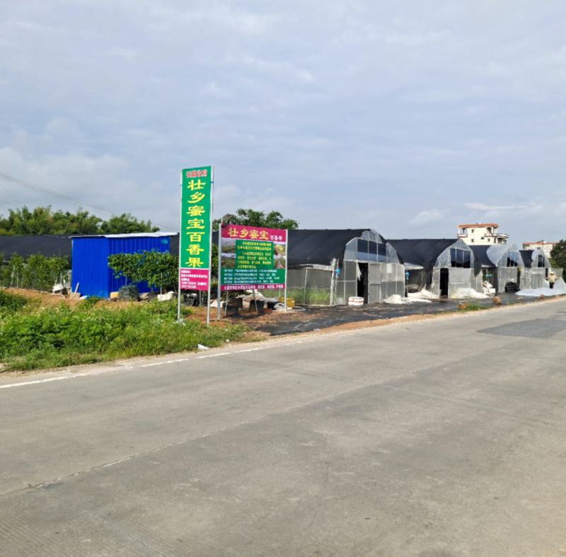壮乡蜜宝蜂蜜味黄金百香果脱毒种苗包种植技术指导