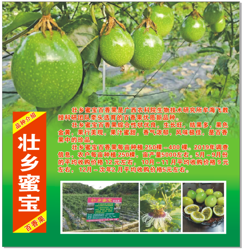 壮乡蜜宝蜂蜜味黄金百香果脱毒种苗包种植技术指导
