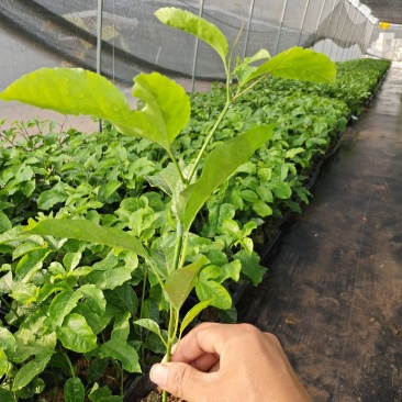 壮乡蜜宝蜂蜜味黄金百香果脱毒种苗包种植技术指导