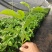 壮乡蜜宝蜂蜜味黄金百香果脱毒种苗包种植技术指导