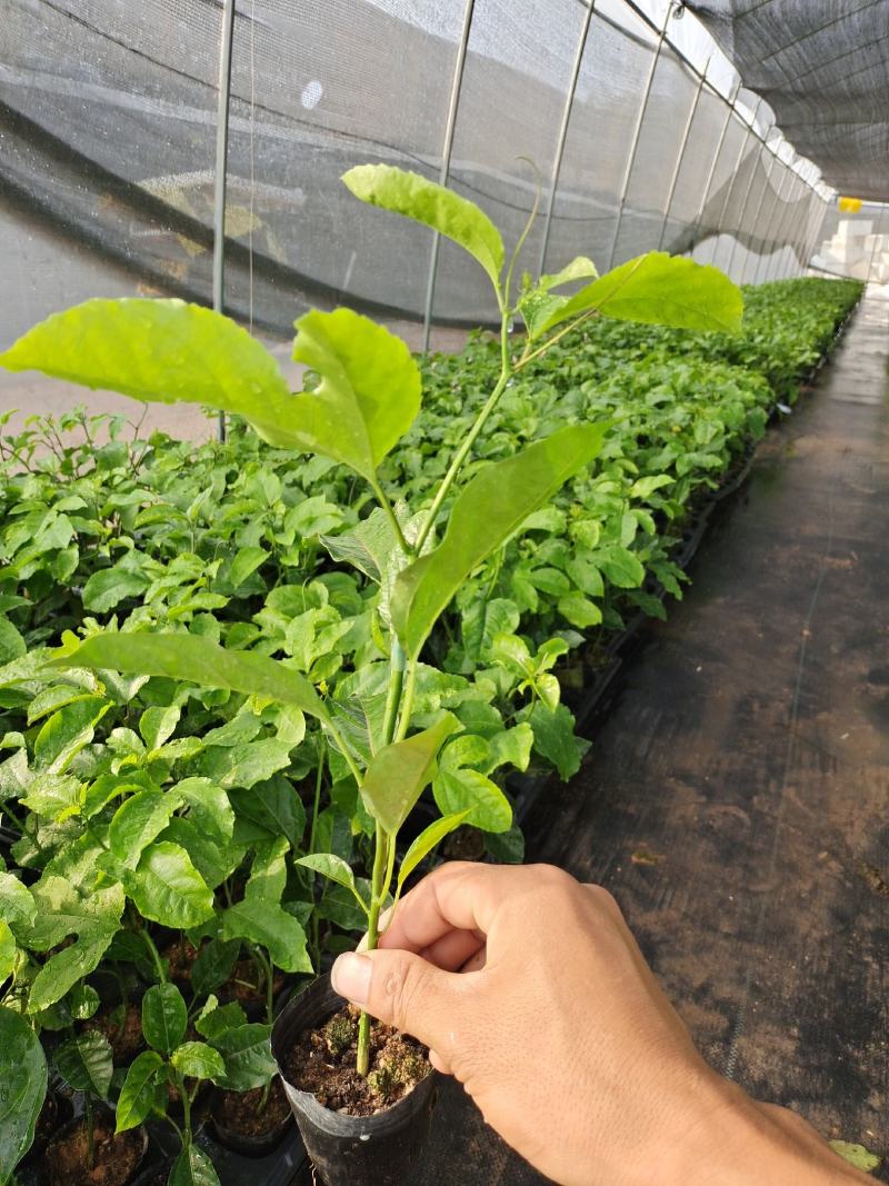 壮乡蜜宝蜂蜜味黄金百香果脱毒种苗包种植技术指导