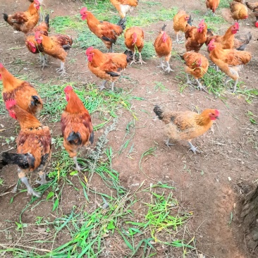出售散养玉米喂养乌脚土鸡