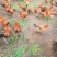 出售散养玉米喂养乌脚土鸡
