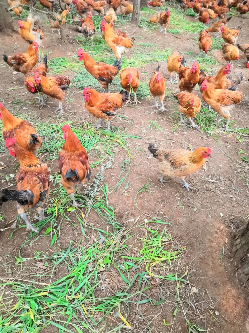 出售散养玉米喂养乌脚土鸡
