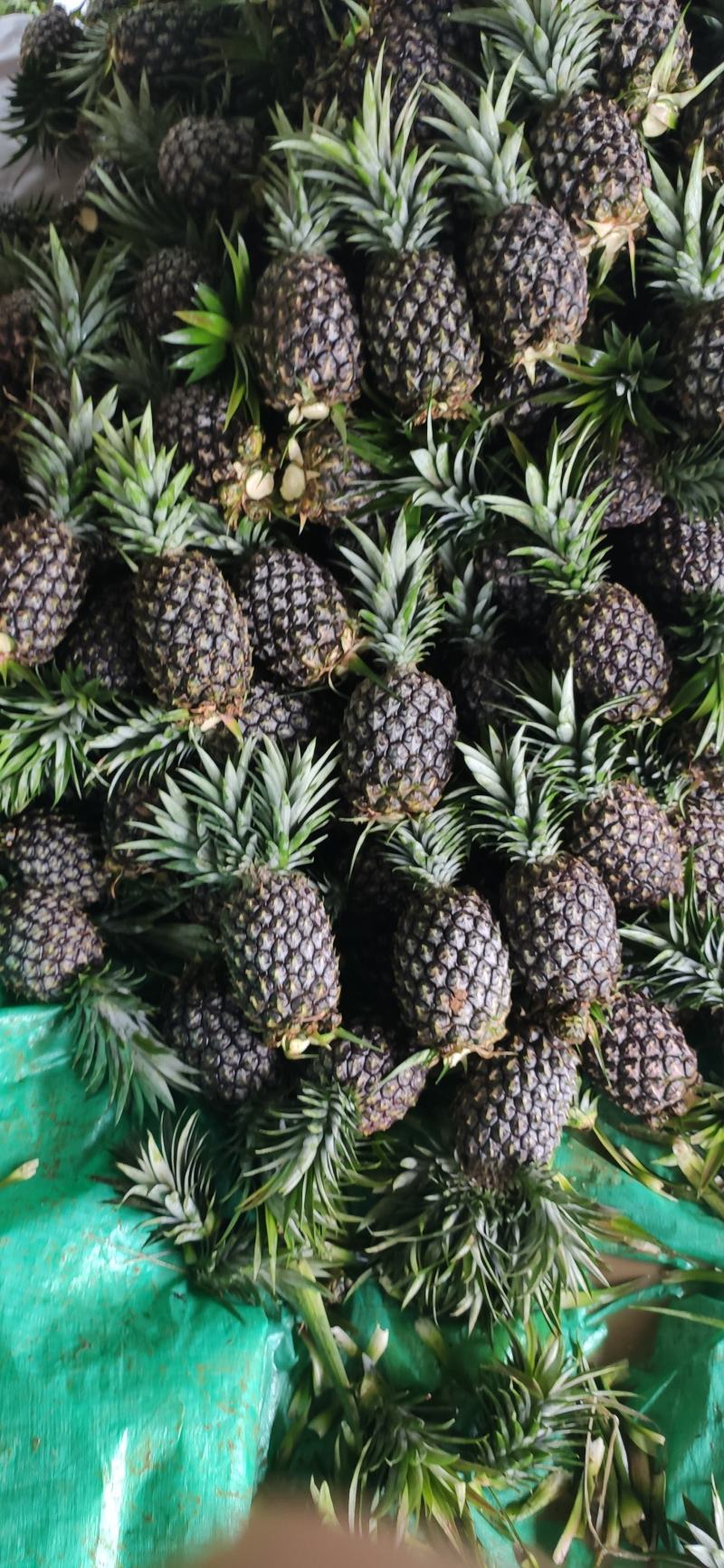 精品凤梨菠萝，保质保量，量大优先。金钻17号