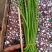 红薯叶，红薯梗，红薯头