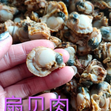 扇贝肉原汁扇贝肉无冰衣冷冻的都有可视频看货支持线上