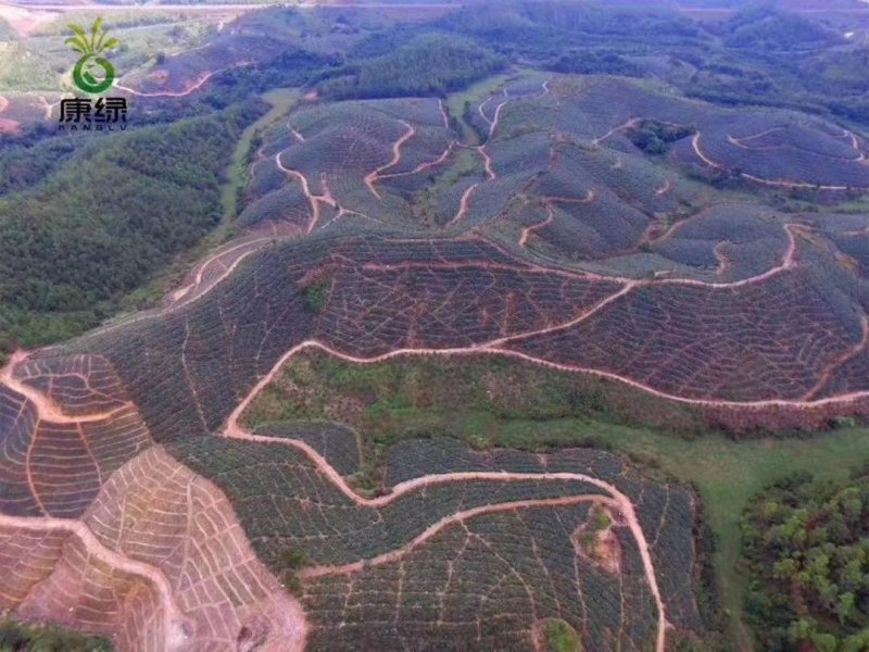 【推荐】广东凤梨精品菠萝产地直供保质保量量大优惠