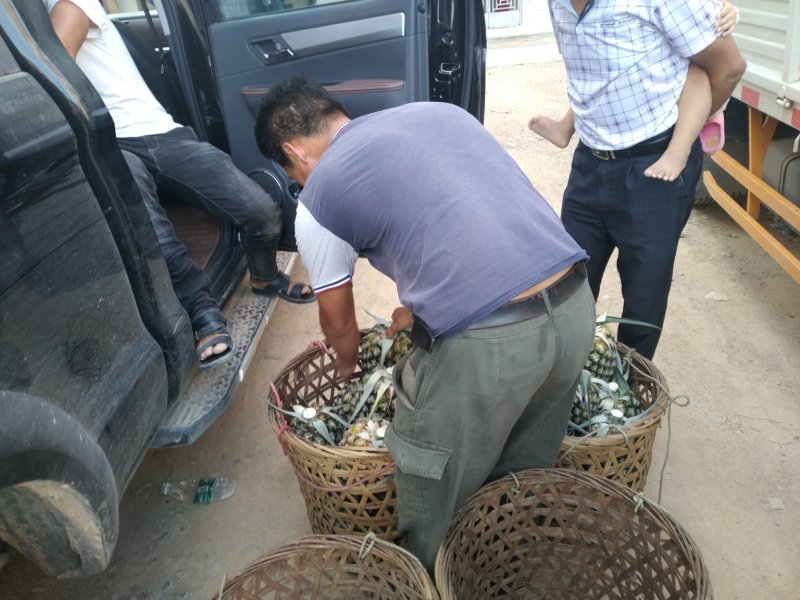 【推荐】广东凤梨精品菠萝产地直供保质保量量大优惠