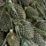 【推荐】广东凤梨精品菠萝产地直供保质保量量大优惠