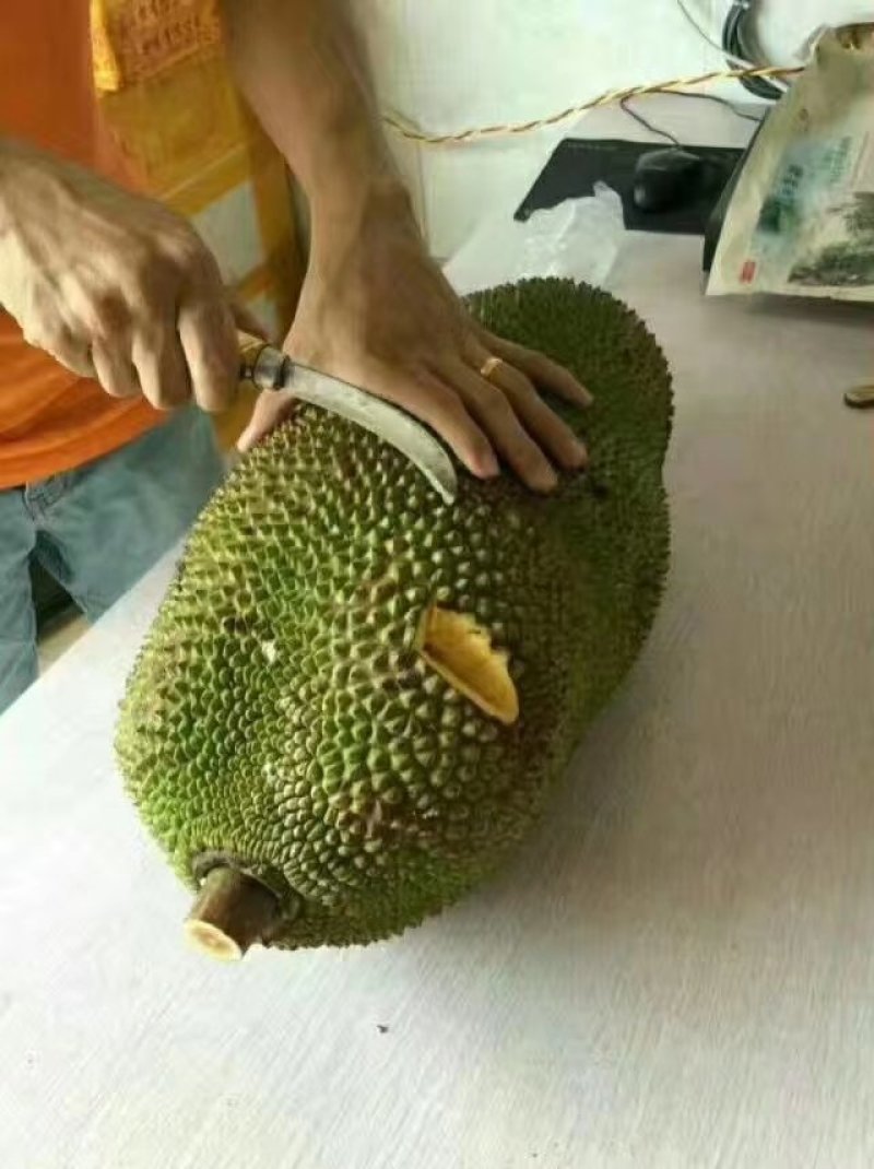 30-35斤53海南菠萝蜜一件代价格优惠质量保证，