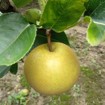 黄花梨沙梨基地