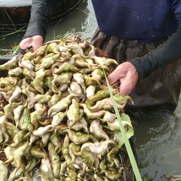 新鲜菱角大量供应家菱角当天采，当天发货，每天3万斤