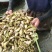 新鲜菱角大量供应家菱角当天采，当天发货，每天3万斤