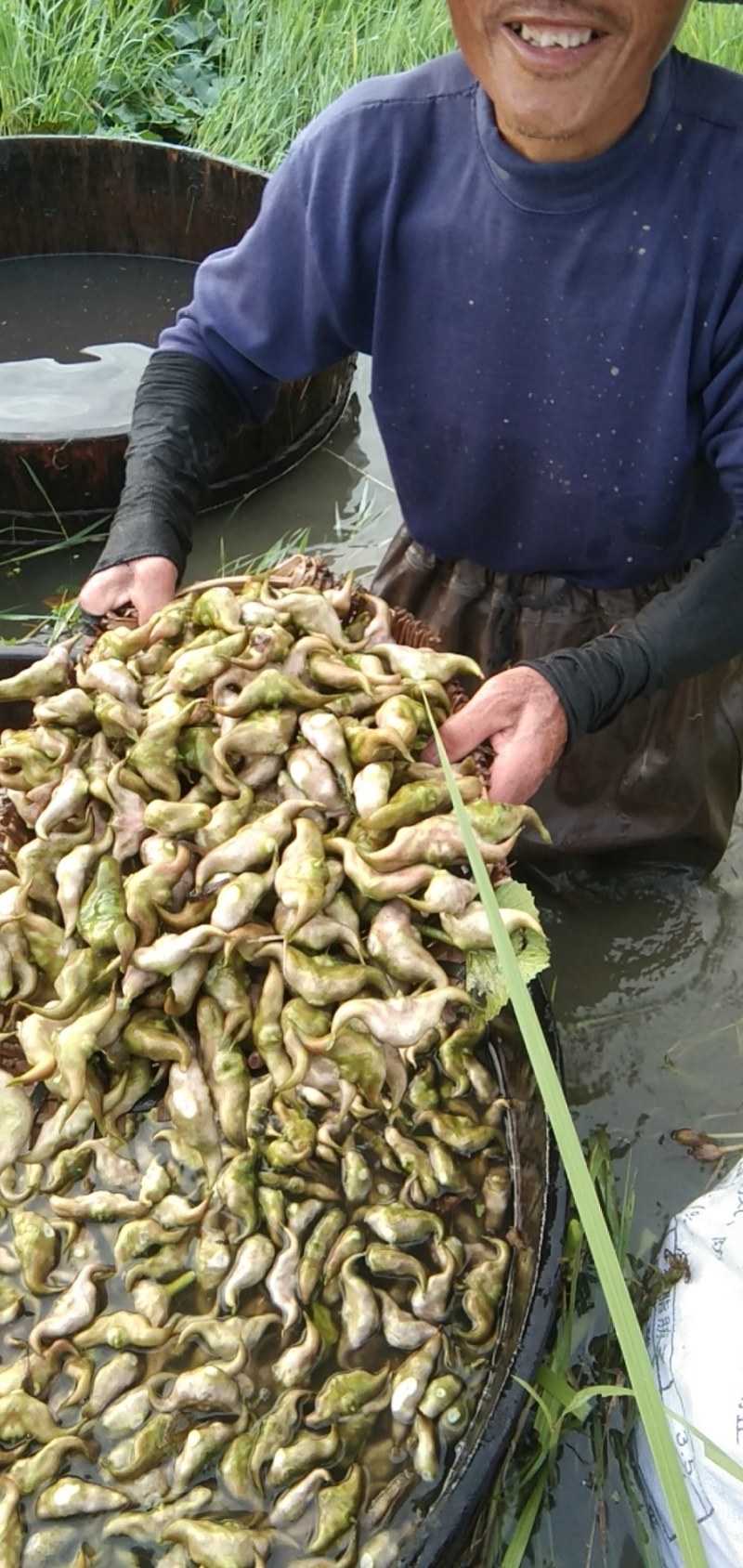 新鲜菱角大量供应家菱角当天采，当天发货，每天3万斤