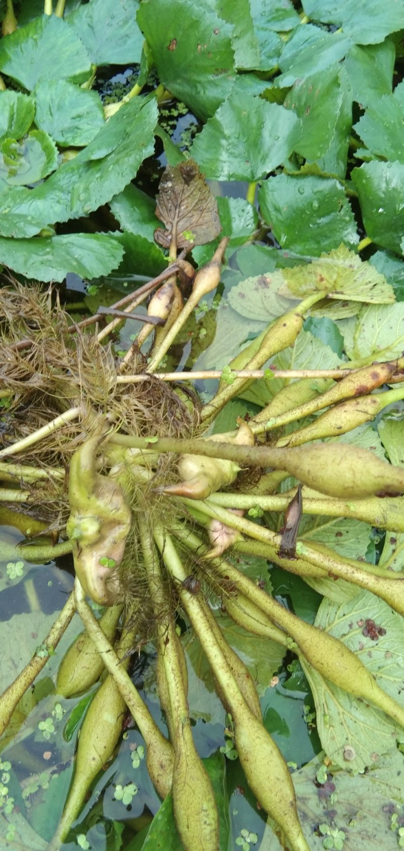 新鲜菱角大量供应家菱角当天采，当天发货，每天3万斤