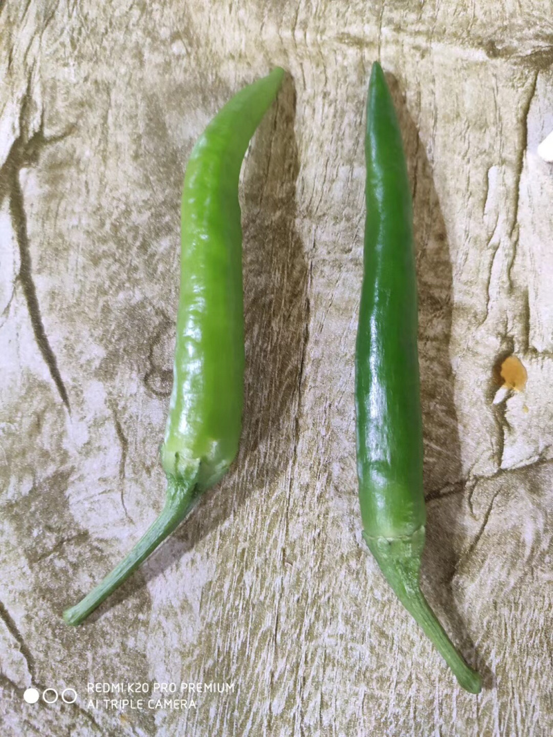 高辣青小米辣椒！酱园厂，市场批发好货一手货源