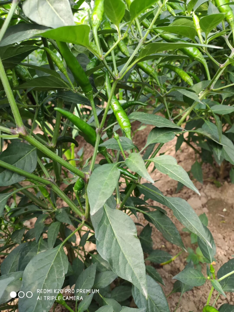 高辣青小米辣椒！酱园厂，市场批发好货一手货源