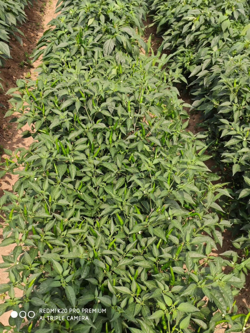 高辣青小米辣椒！酱园厂，市场批发好货一手货源