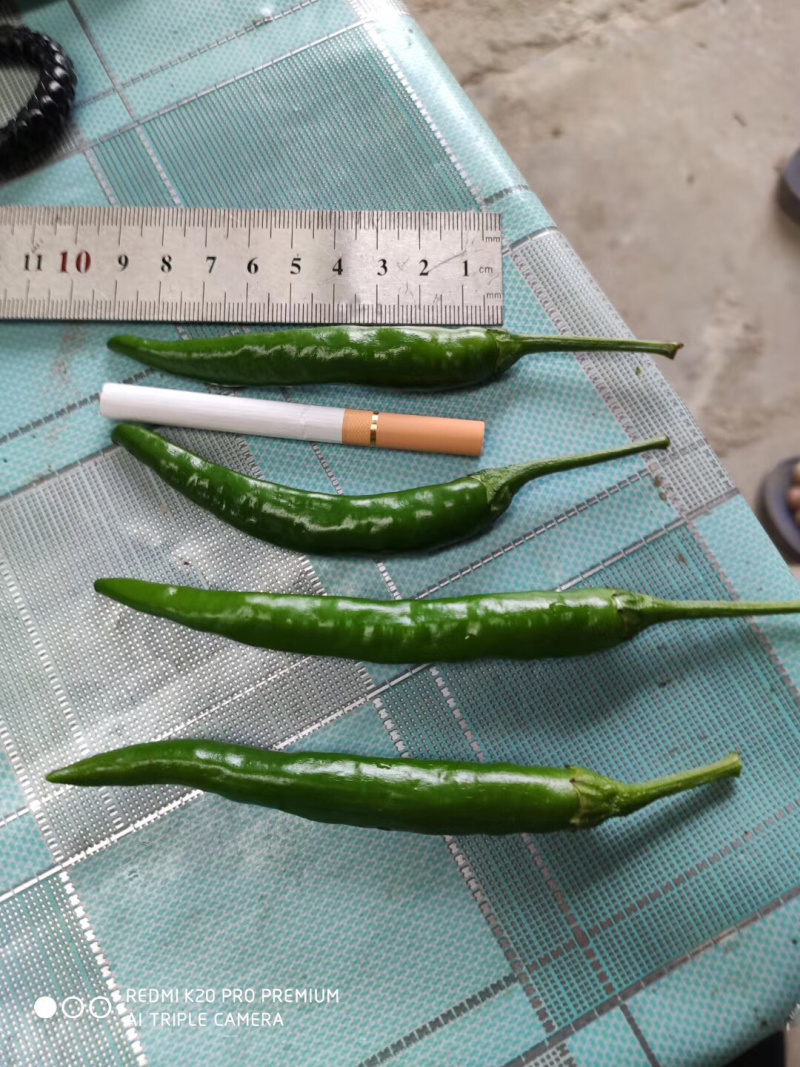 高辣青小米辣椒！酱园厂，市场批发好货一手货源