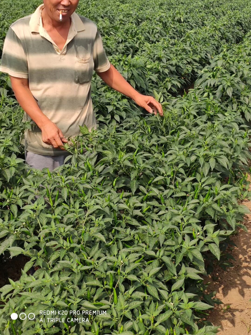 高辣青小米辣椒！酱园厂，市场批发好货一手货源