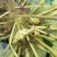 【推荐】菱角大量供应全国供货现采现发量大价优一手货源