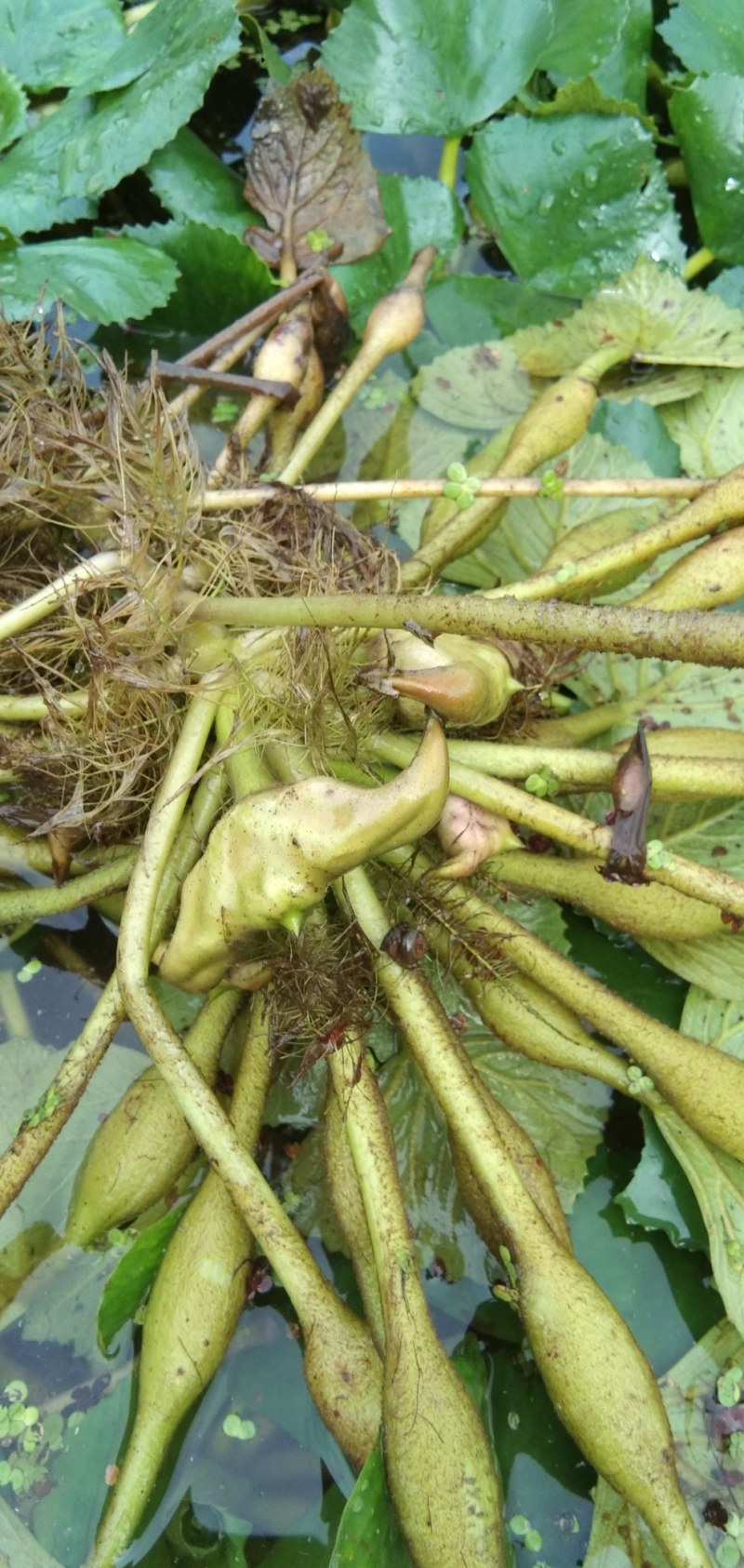 【推荐】菱角大量供应全国供货现采现发量大价优一手货源