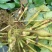 【推荐】菱角大量供应全国供货现采现发量大价优一手货源