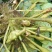 【推荐】菱角大量供应全国供货现采现发量大价优一手货源