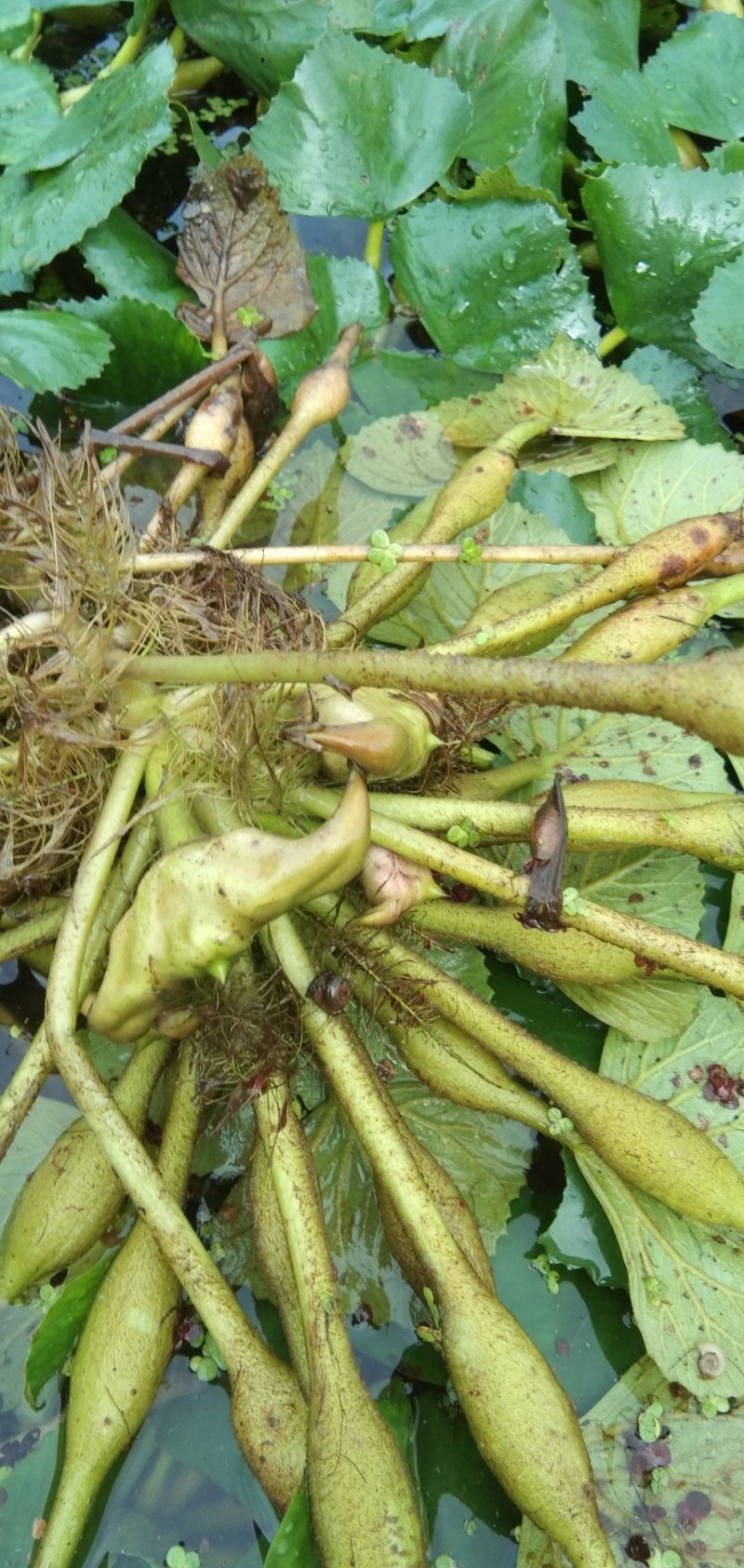 【推荐】菱角大量供应全国供货现采现发量大价优一手货源