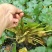 【推荐】菱角大量供应全国供货现采现发量大价优一手货源