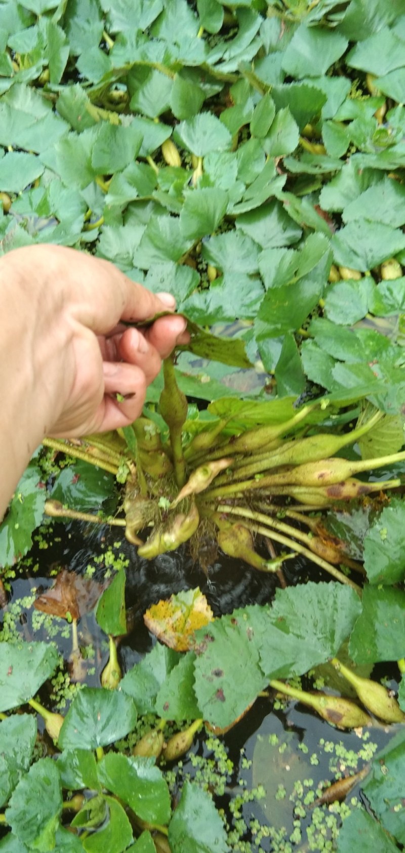 【推荐】菱角大量供应全国供货现采现发量大价优一手货源
