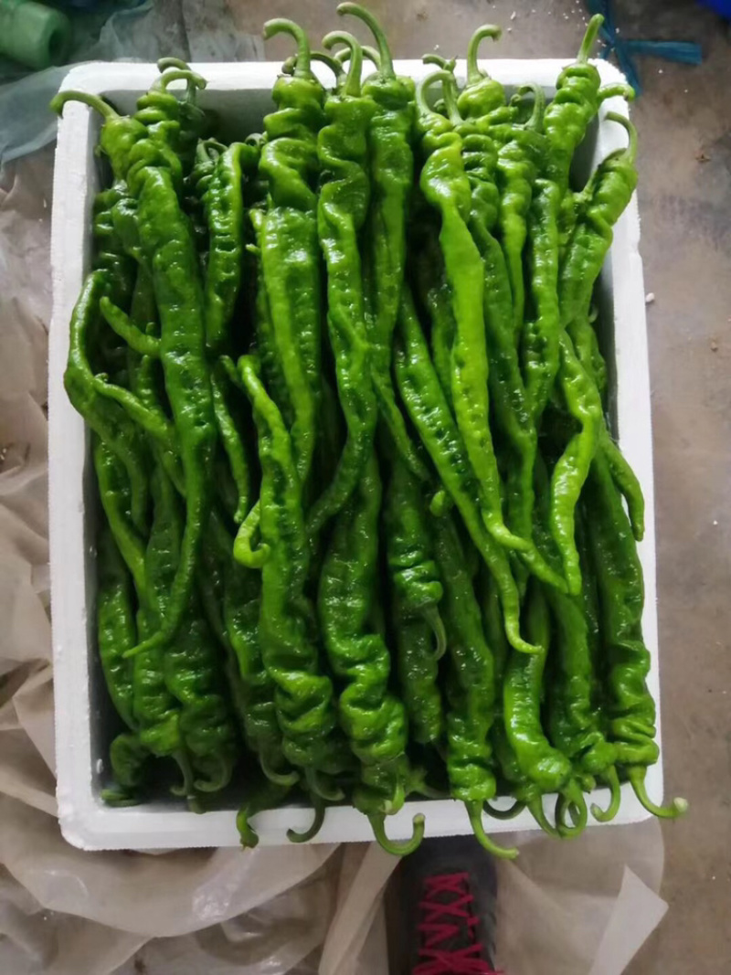 精品螺丝椒（陇椒）产地直发实图拍摄极速发货